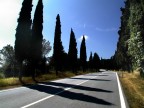 .: cipressi - toscana lug. 2006 :. .: cipressi - toscana lug. 2006 :.