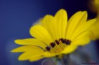 Yellow Yellow