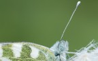 Farfalla su fiore Farfalla su fiore