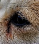 Lo sguardo della fedeltā Lo sguardo della fedeltā