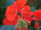 Fiore Fiore