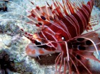 Pterois radiata