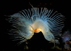 Spirografo bianco Spirografo bianco