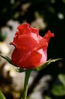 rosa rossa rosa rossa