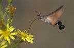 rifornimento in volo rifornimento in volo