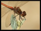 dragonfly portrait