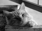 Gatto Sognante Gatto Sognante