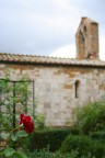 Rosa e basilica Rosa e basilica