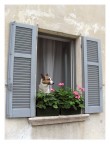 Dog At The Window