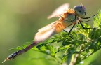 Libellula in controluce