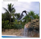 Loro Parque - Tenerife