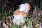 Funghi in ...... condominio!. 2 Funghi in ...... condominio!. 2