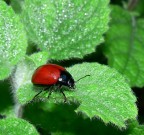 Rossa Rossa