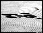Piccione solitario Piccione solitario
