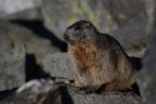 marmotta al Passo san Marco (SO) marmotta al Passo san Marco (SO)