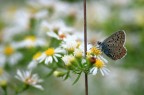 Tra le margherite Tra le margherite
