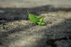 la natura la natura