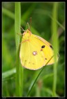 Butterfly#2