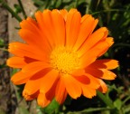 Arancio