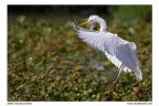 Airone Bianco Airone Bianco