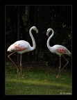 Fenicotteri Fenicotteri