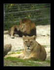 Leonessa Leonessa