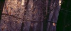 luce nel bosco luce nel bosco