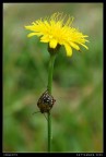 discesa