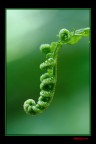green green