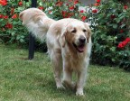 Golden Retriver Golden Retriver