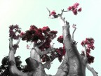 Alberi Alberi
