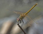 altra Libellula altra Libellula