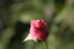 delicate moment of life.. delicate moment of life..