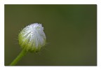 Il fiore sgocciato