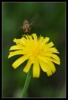 in volo