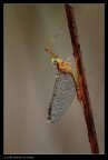 Funny insect Funny insect