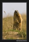 Marmotta Marmotta