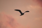 in volo in volo