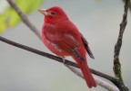 Costa Rica - "Compagno Bertinotti" :-) Costa Rica - "Compagno Bertinotti" :-)