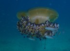 Medusa Cassiopea e ospiti Medusa Cassiopea e ospiti