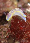 Chromodoris krohni