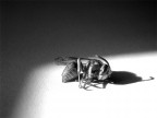 ape (natura morta) ape (natura morta)