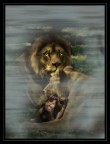 the Lions the Lions