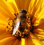 Ape
Foto ritagliata!
Non � perfetta!
Canon EOS 350D
1/500 f/5.6 iso200  55mm