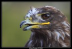 Faccia da Aquila Faccia da Aquila