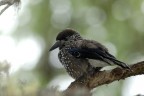 Nocciolaia Nocciolaia