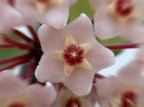 .: fiore (a stella 5 punte) :. .: fiore (a stella 5 punte) :.