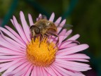 Beeeeeeeee :D Beeeeeeeee :D