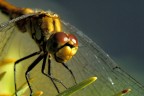 Close up di libellula Close up di libellula