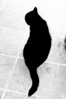 le chat noir
